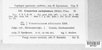 Cronartium flaccidum image